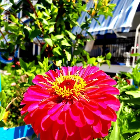 Ξενοδοχείο Zante Dahlia