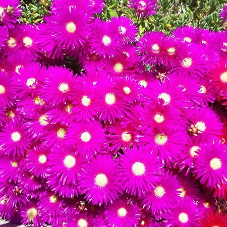 Zante Dahlia Ξενοδοχείο 3*