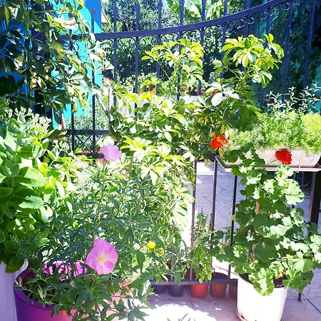Zante Dahlia 3* Λαγανάς