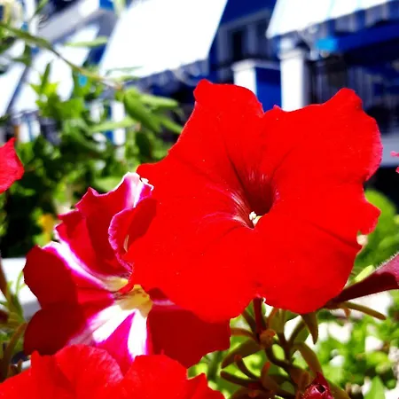 Zante Dahlia Ξενοδοχείο