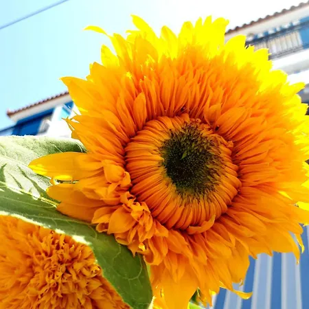 Zante Dahlia Λαγανάς